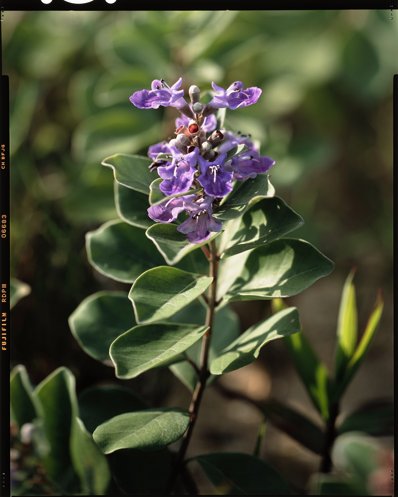 Vitex rotundifolia